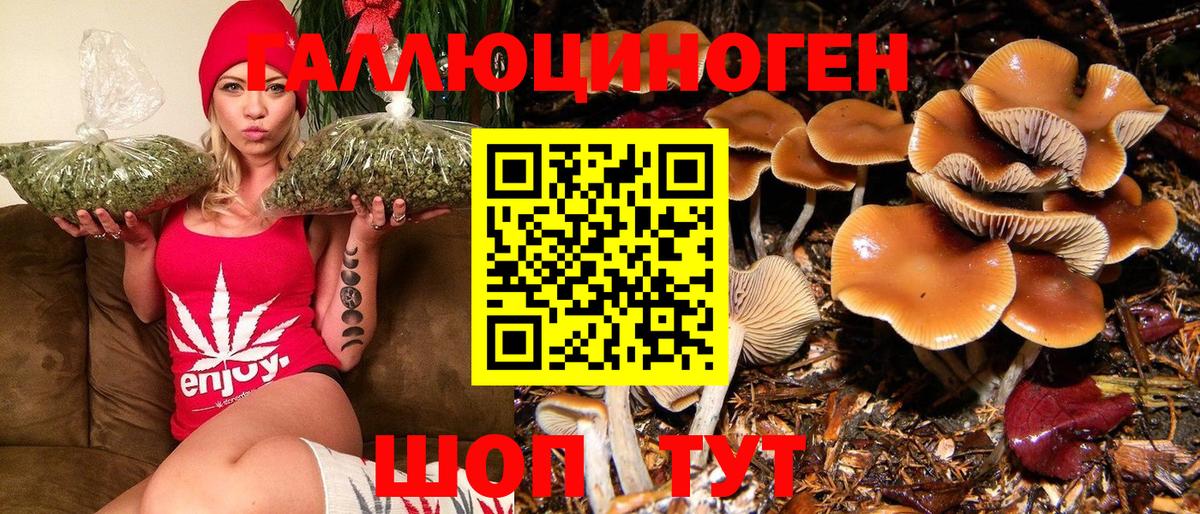 Сорочинск  Псилоцибиновые грибы Psilocybine cubensis  Вход с VPN 